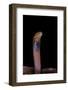 Naja Pallida (Red Spitting Cobra)-Paul Starosta-Framed Photographic Print