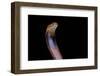 Naja Pallida (Red Spitting Cobra)-Paul Starosta-Framed Photographic Print