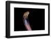 Naja Pallida (Red Spitting Cobra)-Paul Starosta-Framed Photographic Print