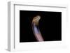 Naja Pallida (Red Spitting Cobra)-Paul Starosta-Framed Photographic Print