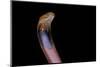 Naja Pallida (Red Spitting Cobra)-Paul Starosta-Mounted Photographic Print