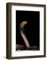 Naja Pallida (Red Spitting Cobra)-Paul Starosta-Framed Photographic Print