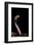 Naja Pallida (Red Spitting Cobra)-Paul Starosta-Framed Photographic Print