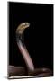 Naja Pallida (Red Spitting Cobra)-Paul Starosta-Mounted Photographic Print