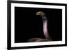 Naja Pallida (Red Spitting Cobra)-Paul Starosta-Framed Photographic Print