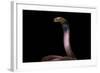 Naja Pallida (Red Spitting Cobra)-Paul Starosta-Framed Photographic Print