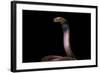 Naja Pallida (Red Spitting Cobra)-Paul Starosta-Framed Photographic Print