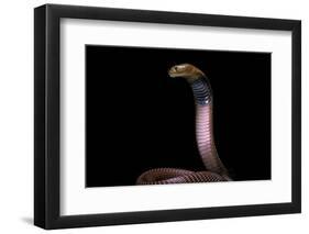 Naja Pallida (Red Spitting Cobra)-Paul Starosta-Framed Photographic Print