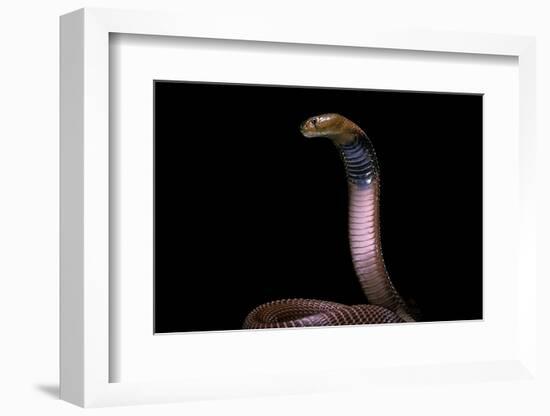 Naja Pallida (Red Spitting Cobra)-Paul Starosta-Framed Photographic Print