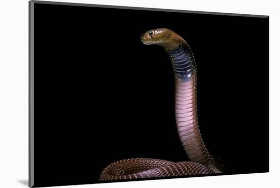 Naja Pallida (Red Spitting Cobra)-Paul Starosta-Mounted Photographic Print