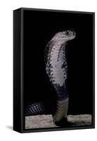 Naja Siamensis (Indo-Chinese Spitting Cobra)-Paul Starosta-Framed Stretched Canvas
