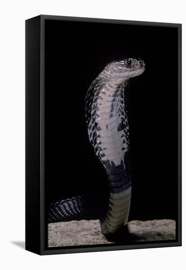 Naja Siamensis (Indo-Chinese Spitting Cobra)-Paul Starosta-Framed Stretched Canvas