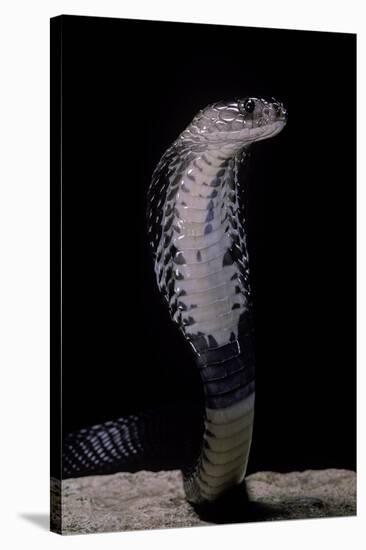 Naja Siamensis (Indo-Chinese Spitting Cobra)-Paul Starosta-Stretched Canvas
