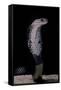 Naja Siamensis (Indo-Chinese Spitting Cobra)-Paul Starosta-Framed Stretched Canvas