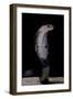 Naja Siamensis (Indo-Chinese Spitting Cobra)-Paul Starosta-Framed Photographic Print