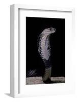 Naja Siamensis (Indo-Chinese Spitting Cobra)-Paul Starosta-Framed Photographic Print