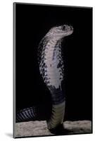 Naja Siamensis (Indo-Chinese Spitting Cobra)-Paul Starosta-Mounted Photographic Print