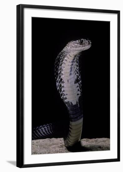 Naja Siamensis (Indo-Chinese Spitting Cobra)-Paul Starosta-Framed Photographic Print