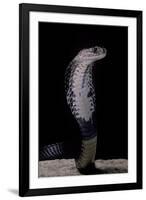 Naja Siamensis (Indo-Chinese Spitting Cobra)-Paul Starosta-Framed Photographic Print