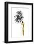 Naked 2-Roberto Marini-Framed Photographic Print