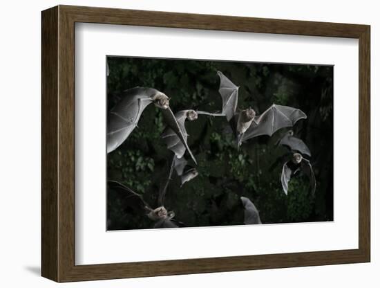 Naked-Backed (Moustached) Bats (Pteronotus Davyi) Emerging at Dusk, Tamana, Trinidad, West Indies-null-Framed Photographic Print