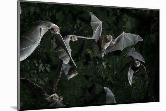 Naked-Backed (Moustached) Bats (Pteronotus Davyi) Emerging at Dusk, Tamana, Trinidad, West Indies-null-Mounted Photographic Print