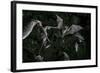 Naked-Backed (Moustached) Bats (Pteronotus Davyi) Emerging at Dusk, Tamana, Trinidad, West Indies-null-Framed Photographic Print