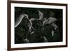 Naked-Backed (Moustached) Bats (Pteronotus Davyi) Emerging at Dusk, Tamana, Trinidad, West Indies-null-Framed Photographic Print