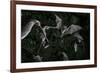 Naked-Backed (Moustached) Bats (Pteronotus Davyi) Emerging at Dusk, Tamana, Trinidad, West Indies-null-Framed Photographic Print