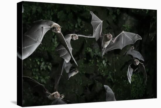 Naked-Backed (Moustached) Bats (Pteronotus Davyi) Emerging at Dusk, Tamana, Trinidad, West Indies-null-Stretched Canvas