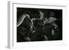 Naked-Backed (Moustached) Bats (Pteronotus Davyi) Emerging at Dusk, Tamana, Trinidad, West Indies-null-Framed Photographic Print