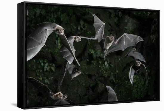 Naked-Backed (Moustached) Bats (Pteronotus Davyi) Emerging at Dusk, Tamana, Trinidad, West Indies-null-Framed Stretched Canvas