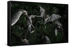 Naked-Backed (Moustached) Bats (Pteronotus Davyi) Emerging at Dusk, Tamana, Trinidad, West Indies-null-Framed Stretched Canvas