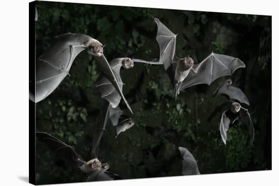 Naked-Backed (Moustached) Bats (Pteronotus Davyi) Emerging at Dusk, Tamana, Trinidad, West Indies-null-Stretched Canvas