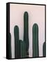 Naked Cactus-PhotoINC Studio-Framed Stretched Canvas