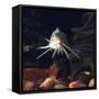 Naked Catfish Head Portrait Showing Barbels, from Africa-Jane Burton-Framed Stretched Canvas