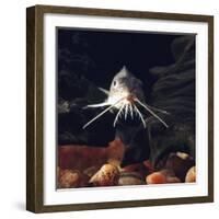 Naked Catfish Head Portrait Showing Barbels, from Africa-Jane Burton-Framed Photographic Print