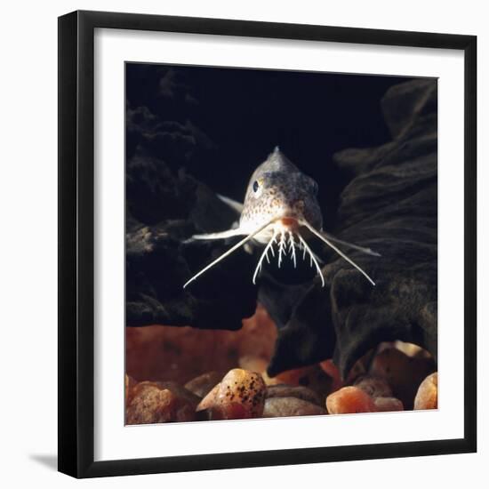 Naked Catfish Head Portrait Showing Barbels, from Africa-Jane Burton-Framed Photographic Print