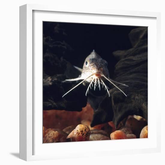 Naked Catfish Head Portrait Showing Barbels, from Africa-Jane Burton-Framed Photographic Print