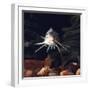 Naked Catfish Head Portrait Showing Barbels, from Africa-Jane Burton-Framed Photographic Print