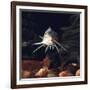 Naked Catfish Head Portrait Showing Barbels, from Africa-Jane Burton-Framed Photographic Print