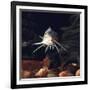 Naked Catfish Head Portrait Showing Barbels, from Africa-Jane Burton-Framed Photographic Print