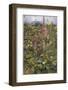 Naked Fairies Among the Foxgloves in Ancient Britain-Eleanor Fortescue Brickdale-Framed Photographic Print