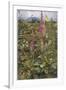 Naked Fairies Among the Foxgloves in Ancient Britain-Eleanor Fortescue Brickdale-Framed Photographic Print