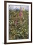 Naked Fairies Among the Foxgloves in Ancient Britain-Eleanor Fortescue Brickdale-Framed Photographic Print