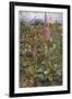 Naked Fairies Among the Foxgloves in Ancient Britain-Eleanor Fortescue Brickdale-Framed Photographic Print