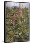 Naked Fairies Among the Foxgloves in Ancient Britain-Eleanor Fortescue Brickdale-Framed Stretched Canvas