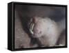 Naked Mole Rat Underground-null-Framed Stretched Canvas