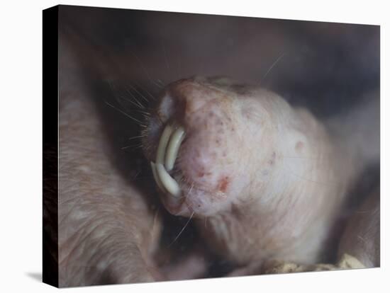 Naked Mole Rat Underground-null-Stretched Canvas