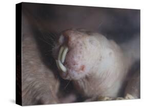 Naked Mole Rat Underground-null-Stretched Canvas